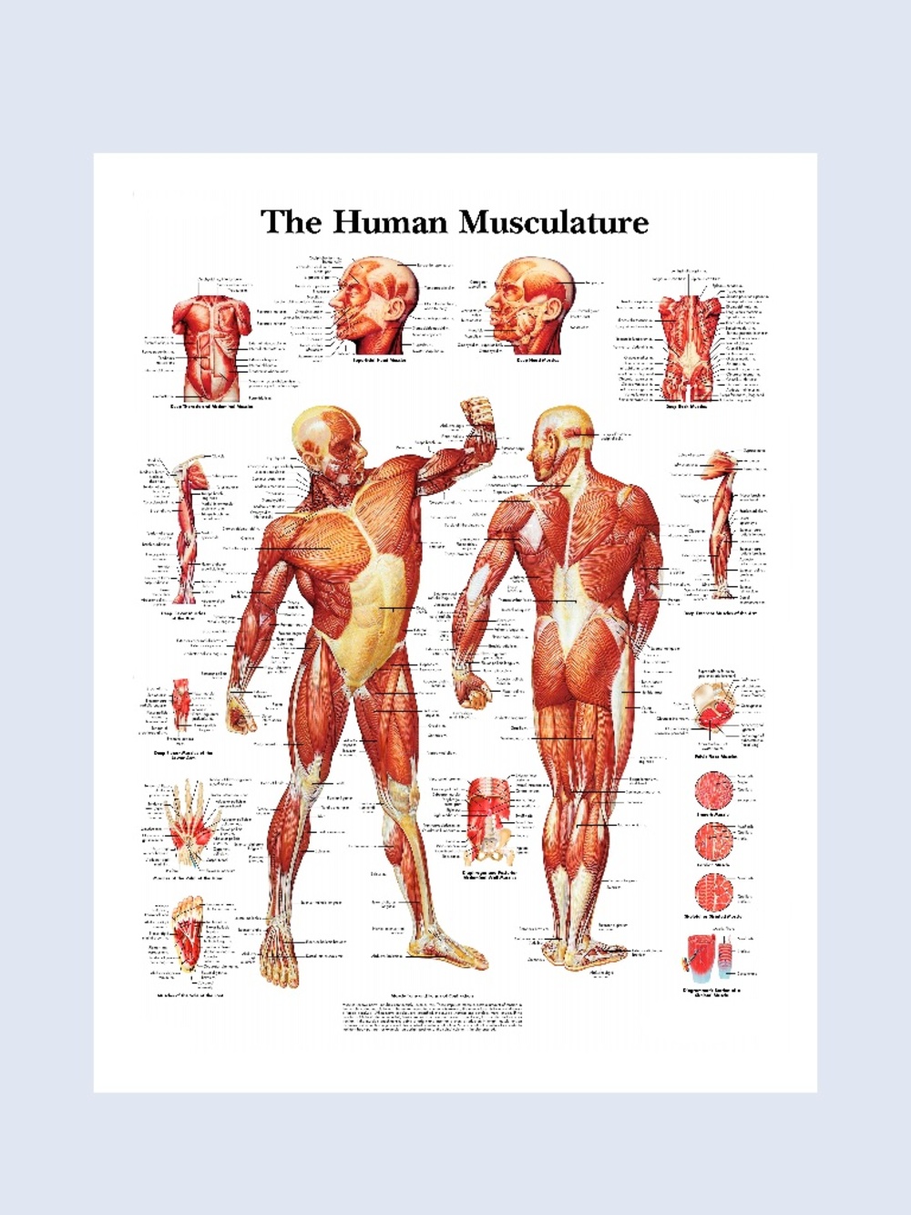 Educational Human Muscle Musculature Poster Prints Medical Leaning 13" x 19"